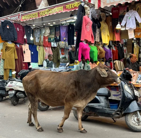 Agra Heritage Walk & local Food tour